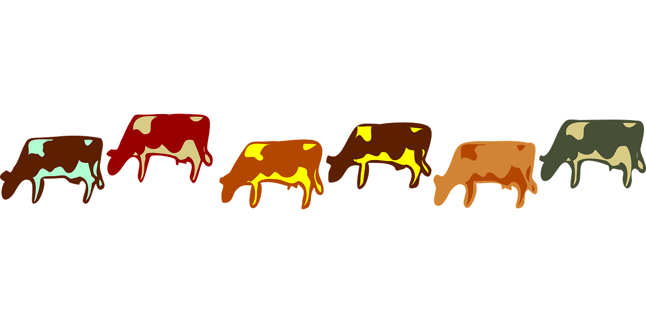 cows